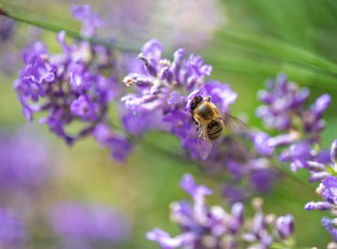 Yeşil arka planda, lavanta çiçeğinin içinde polen toplayan bir arıya yakın plan 
