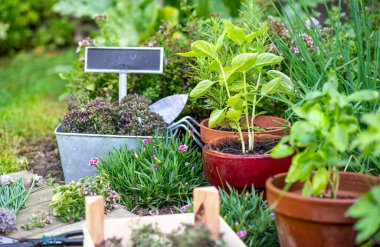Çiçek saksısında fesleğen ve bahçede yetişen diğer bitkiler ve bahçe ekipmanları. 