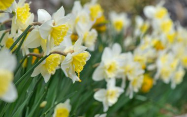 Güzel sarı nergisler bir bahçede çiçek tarhında çiçek açıyor. 
