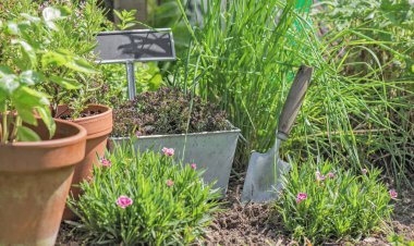 Çiçek saksısında fesleğen ve bahçede yetişen diğer bitkiler. Çiçekler ve toprak ekilen kürek arasında.