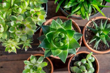 Tahta arka plandaki terakotte saksılarındaki farklı sulu bitkilerin üst görüntüsü - ev bitkisi koleksiyonu