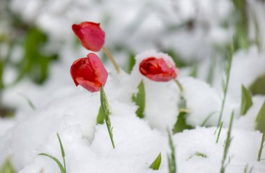 Karlı bir bahçede açmakta olan kırmızı lalelerin kırmızı çiçek başlarına yakın çekim