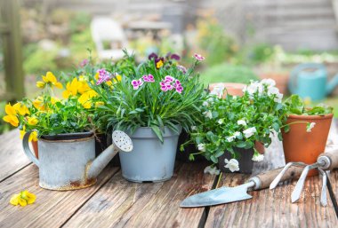 Güzel ve renkli bahar çiçekleri ahşap bir masa üzerinde bahçe aletleri ile bir bahçede ahşap masa 