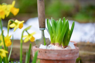 Çiçek saksısında büyüyen Sümbül 'e yaklaştık. Kar ve narsislerin açtığı kürekle. 