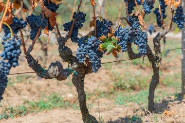 Sardunya İtalya 'da üzüm bağında yetişen taze siyah üzüm.