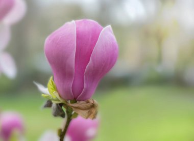 Baharda açan bir manolya ağacının güzel pembe çiçeklerine yakın çekim