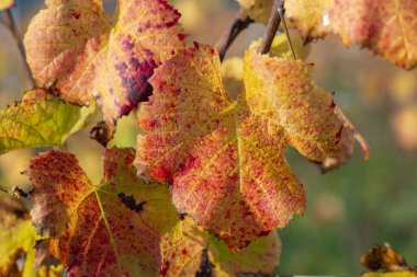 Sonbaharda tarlada yetişen güzel kırmızı bir yaprak ve sarmaşığın sarı görüntüsü.