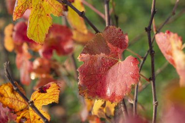 Sonbaharda bir tarlada yetişen güzel kırmızı bir sarmaşık yaprağının yakın plan görüntüsü.