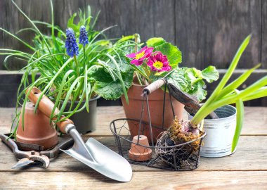 Çiçek saksısında çiçek tozu ve muscari, küçük kürek ve ahşap masa üzerinde diğer bahçe ekipmanları. 