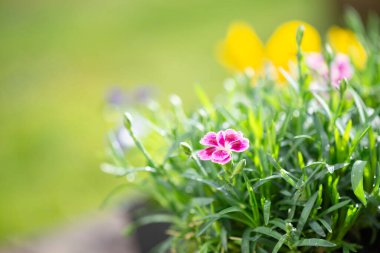 karanfilin küçük güzel pembe çiçekleri ve bahçede açan bir viyola