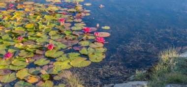 pond with pink water lily flowers blooming a in rocky coast in Sweden.	