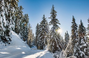 Tarentaise kayak merkezi Fransız alpleri ile kaplı güzel bir ormanı kayak yamacıyla geçmek.
