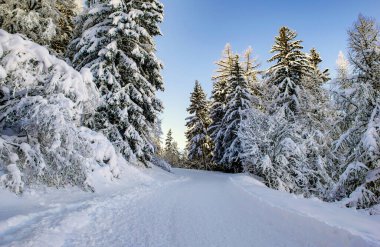 ski slope crossing a beautiful forest with firs covered with snow in tarentaise ski resort french alps	 clipart