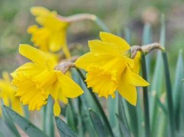 Bahçede çiçek açan sarı nergislere yaklaş. 