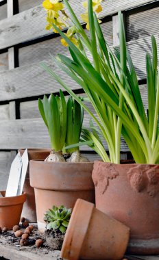 Narcissus ve Hyacinth saksısı ve ahşap arka planda terra cotta saksısı. 