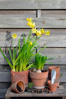 Narcissus ve Hyacinth saksısı ve ahşap arka planda terra cotta saksısı.