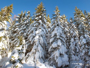 firs  in  alpine forest covered with snow in tarentaise ski resort french alps under blue sky  clipart