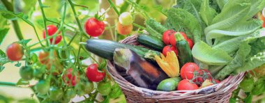 Sepette taze ve renkli sebzeler ve bahçede yetişen domates bitkilerinin önünde.