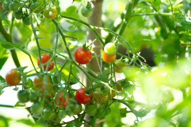 Yaz ışığında sebze bahçesinde olgunlaşan kırmızı kiraz domateslerine yakın çekim 