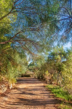 Ağaçlar ve yemyeşil bitki örtüsüyle çevrili, mavi gökyüzünün altında dalları olan bir parkta dar bir sokak. 
