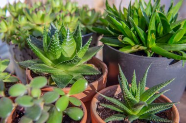 Terracotta saksılarındaki farklı succulente bitkileri bir bahçe bitkisi koleksiyonunun ahşap tahtalarında. 