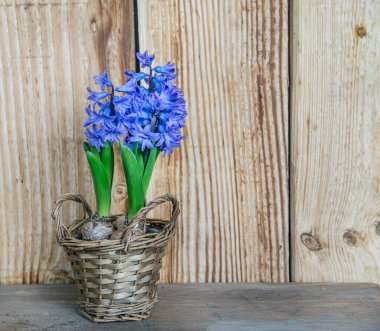Çiçekli mavi sümbül bir sehpanın üzerinde ve ahşap duvarın karşısında. 