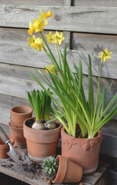 Narcissus ve Hyacinth saksısı ve ahşap arka planda terra cotta saksısı.