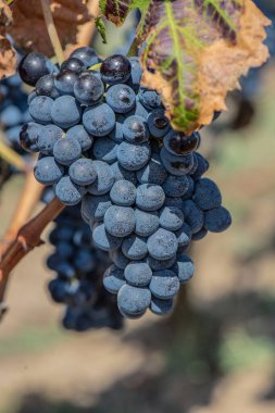 Renkli yapraklarla bezenmiş üzüm bağlarında büyüyen siyah olgun üzüme yakın çekim