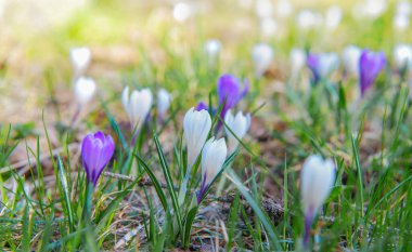 Çayırda açan beyaz ve menekşe renginde vahşi bir timsah. 