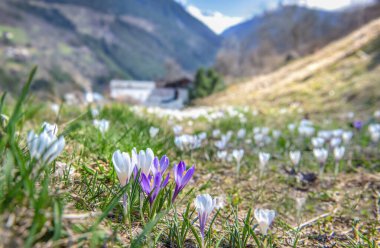 Beyaz ve menekşe yaban gülü baharda bir çayırda çiçek açıyor ve dağ manzarası var. 