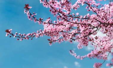 güzel pembe çiçekler budama dalları üzerinde ilkbaharda açan mavi gökyüzü arka planında