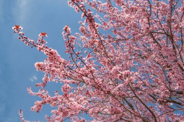 Güzel pembe çiçekler kiraz ağacının dallarında baharda açan mavi gökyüzünde