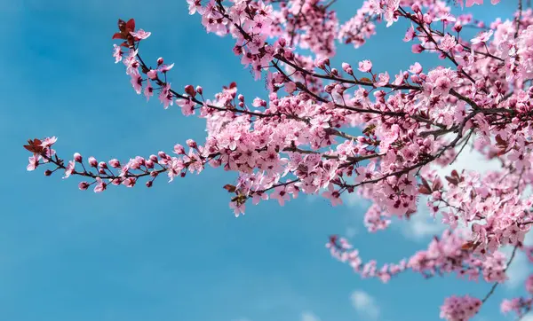 güzel pembe çiçekler budama dalları üzerinde ilkbaharda açan mavi gökyüzü arka planında