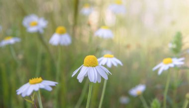 Çiçek açan papatya yapraklarıyla bir çayırda