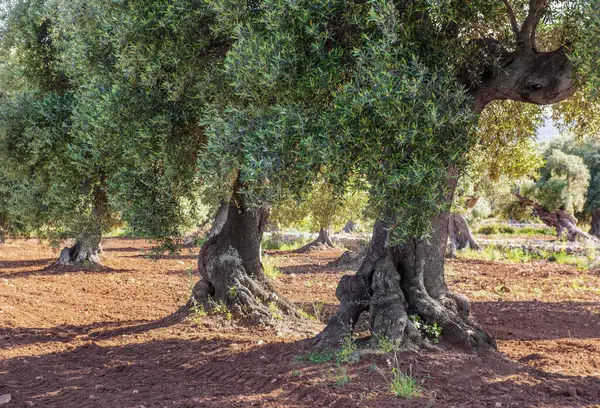 Puglia, İtalya 'da kırmızı toprağı olan bir tarlada zeytin ağacı