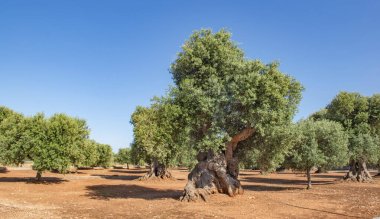 Puglia, İtalya 'da mavi gökyüzünün altında kırmızı toprağı olan bir meyve bahçesinde büyük yaşlı zeytin ağaçları.