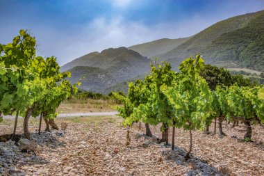 Yazın yeşil yapraklı sarmaşık Fransa 'daki üzüm bağında güneşli bir gökyüzünün altında büyür.
