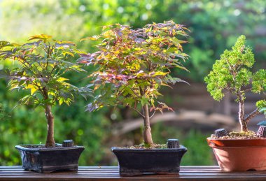 Bonsai 'deki akçaağaç ağaçları bir bahçede ve sonbahar yeşilliklerinde bir masanın üzerine konur.