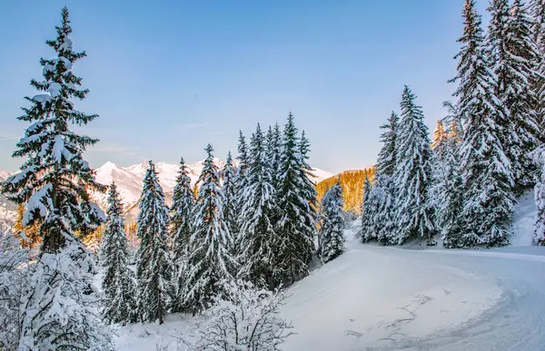 Tarentaise kayak merkezi Fransız Alpleri 'nde güneşli dağların önünde karla kaplı güzel bir ormanı kayak yamacıyla geçmek.