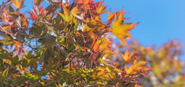 Japon akçaağaç ağacının mavi gökyüzünün altındaki güzel kırmızı yaprağın manzarası 