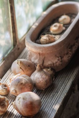 Tahtaya yerleştirilmiş bir çiçek ampulü ve bahçedeki bir barakanın penceresinin yanına konmuş toprak dolu dekoratif bir saksı. 