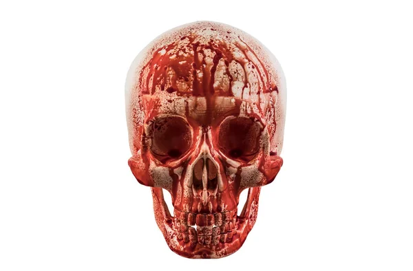 血液中のヒトの頭蓋骨は クリッピングパスを持つ白い背景に隔離された — ストック写真
