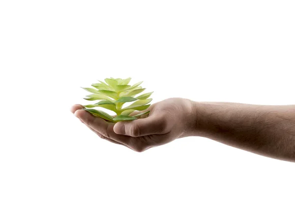 Маленька Зелена Рослина Руці Ізольована Білому Тлі Відсічним Контуром Стокове Фото