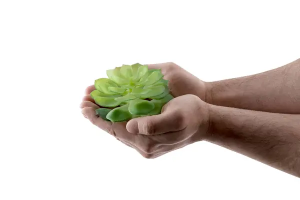 Маленькое Зеленое Растение Руках Изолированы Белом Фоне Вырезкой Пути Лицензионные Стоковые Фото