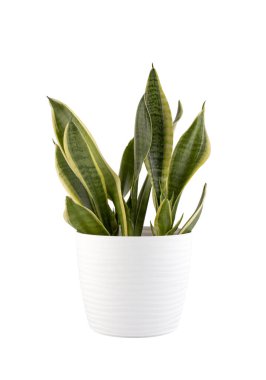 Beyaz saksıda Sansevieria bitkisi beyaz arka planda kırpma yolu ile izole edilmiş.