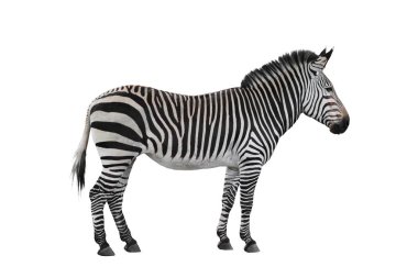 Zebra animal isolated on white background