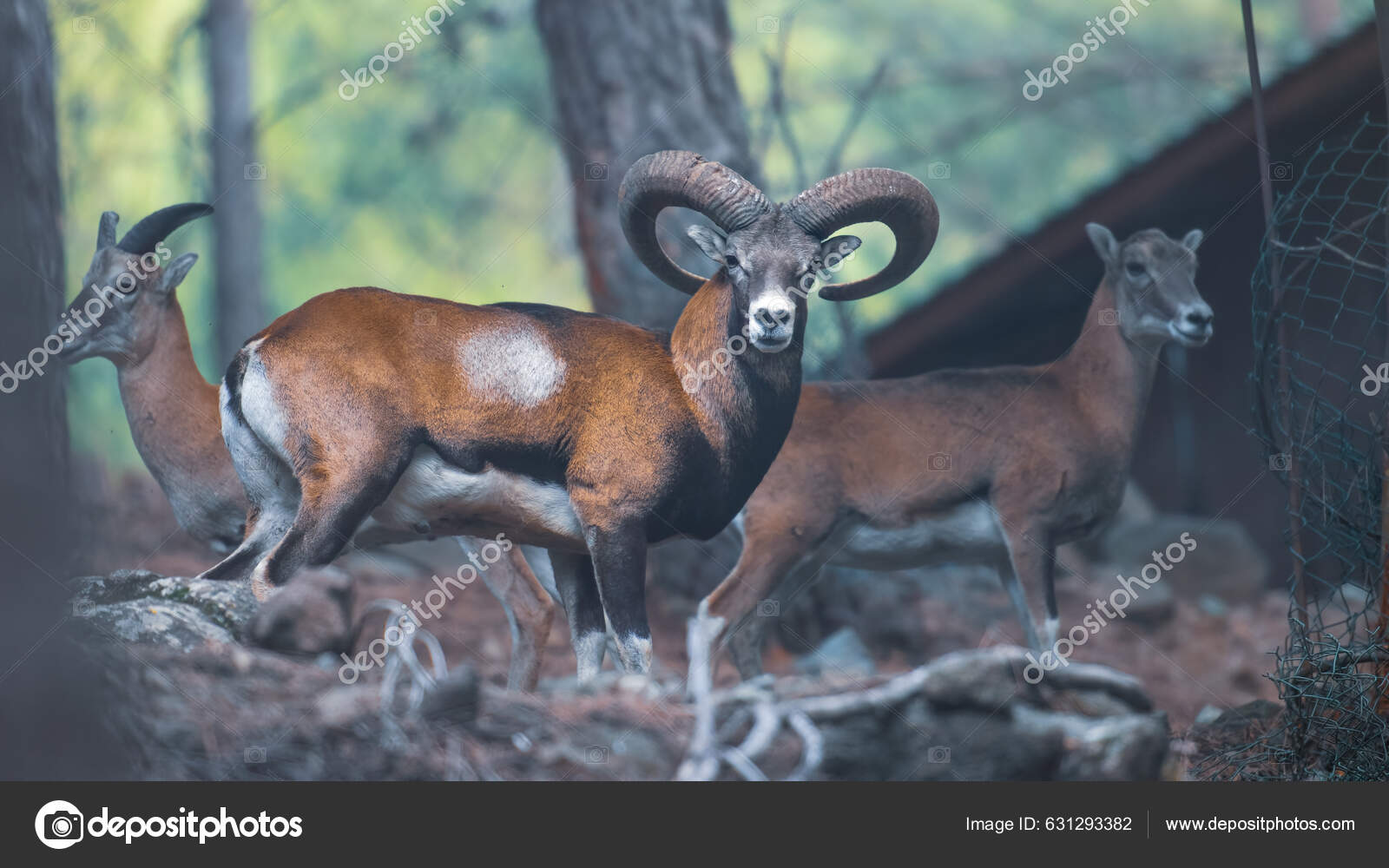Προστασία Της Άγριας Ζωής Άγρια Κύπρος Mouflon Εθνικό Πάρκο Στα —  Φωτογραφία Αρχείου © photomaru #631293382