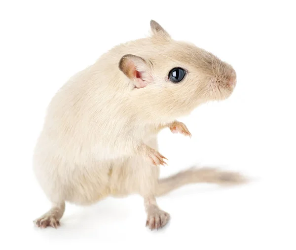 Alert Curious Pet Gerbil Dynamic Funny Pose Standing Its Hind — Stock Photo, Image