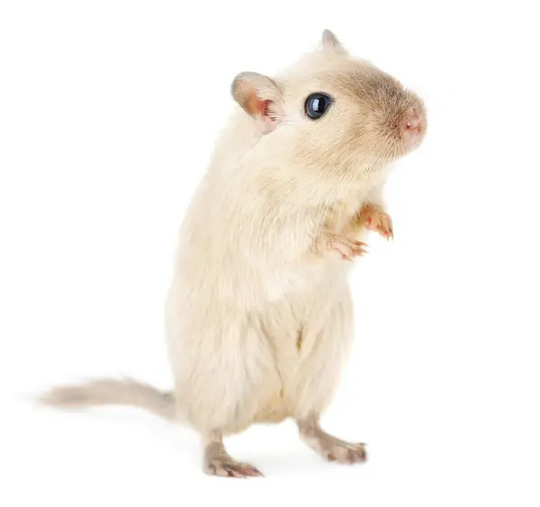 Curious Cream Colored Gerbil Standing Hind Legs Isolated White Background — Stock Photo, Image