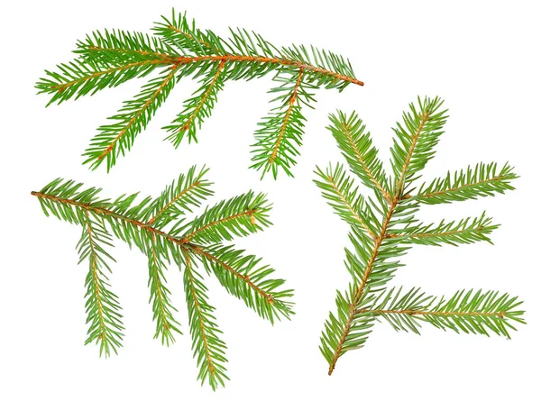 Fir Tree Branches Isolated White Background — Stock Photo, Image